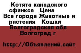 Котята канадского сфинкса › Цена ­ 15 - Все города Животные и растения » Кошки   . Волгоградская обл.,Волгоград г.